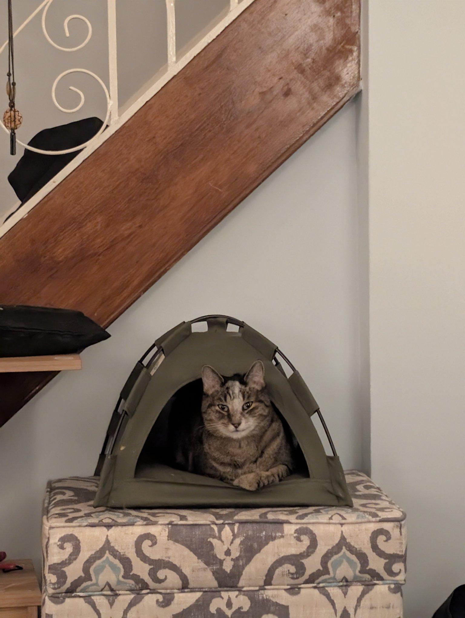 A tabby cat sitting in a little tent.